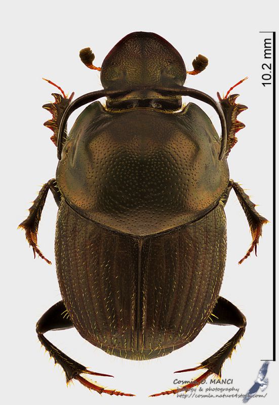 Onthophagus_illyricus_ms.JPG