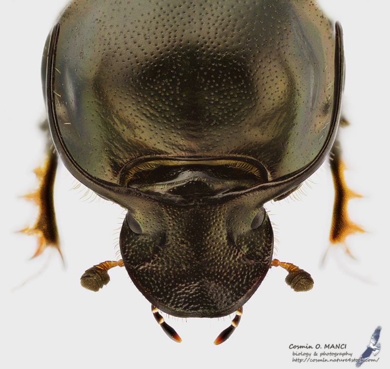 Onthophagus_illyricus_mhs.JPG