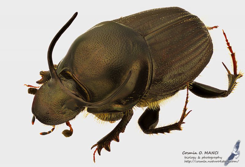 Onthophagus_illyricus_mls.JPG