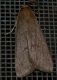 Cathayia insularum (17.10.11).JPG