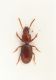 Typhloreicheia2.JPG