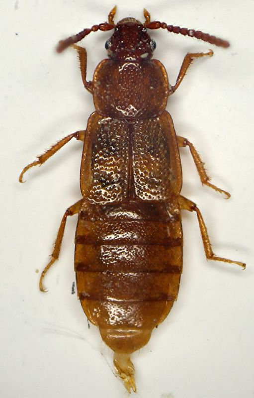 A Acidota cruentata (Sasso).JPG