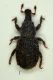 A Curcu Echinoderma (Sasso).JPG