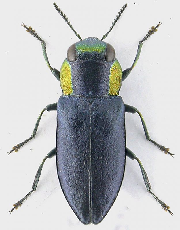 Anthaxia_anatolica_catei.jpg