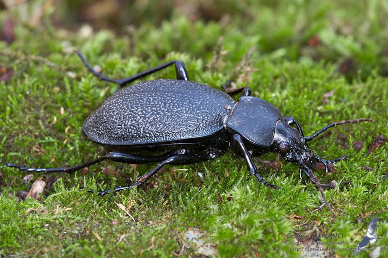 Carabus_coriaceus_IMG_0310.jpg