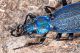 Carabus_intricatus_IMG_0318.jpg