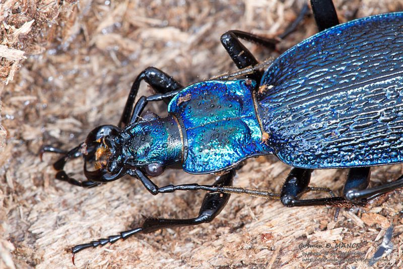 Carabus_intricatus_IMG_0318.jpg