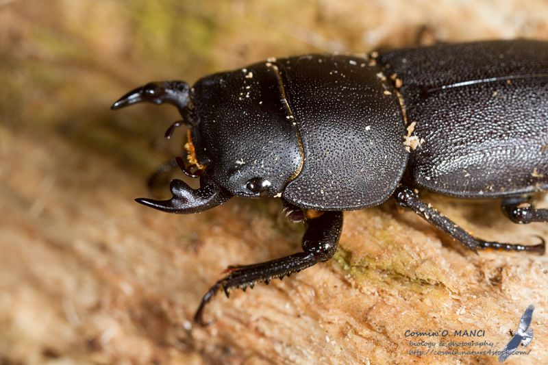 Dorcus_parallelipipedus_IMG_0405.jpg