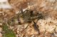 Rhagium_mordax_IMG_0429.jpg