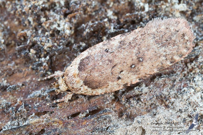 Agonopterix_IMG_0371.jpg