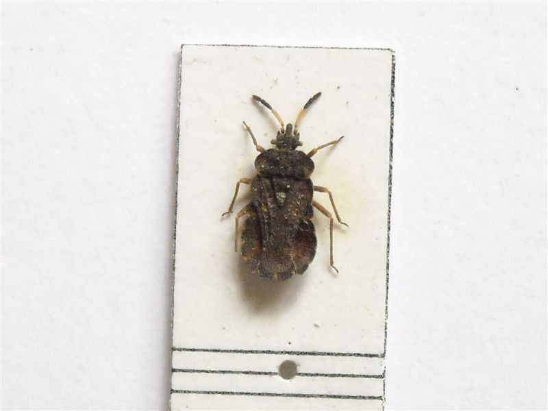 Aradus distinctus 008.jpg