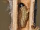 Larva - 10 mm - 20111116_025.jpg