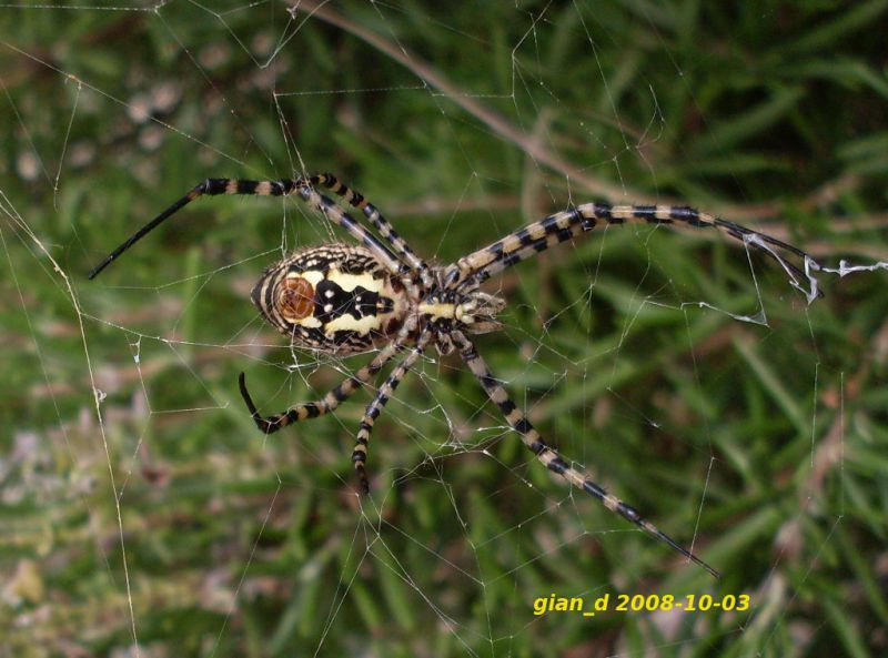 argiope1.jpg