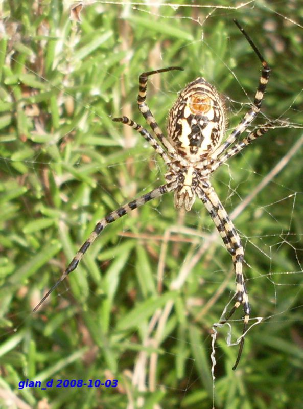 argiope2.jpg