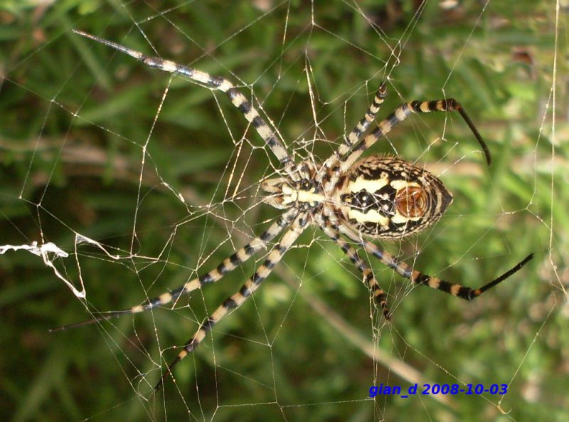 argiope3.jpg