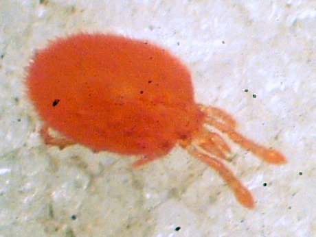 Arachnidae Prostigmata Cunaxidae.JPG