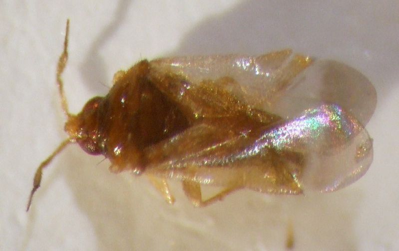 microphysidae 004.jpg