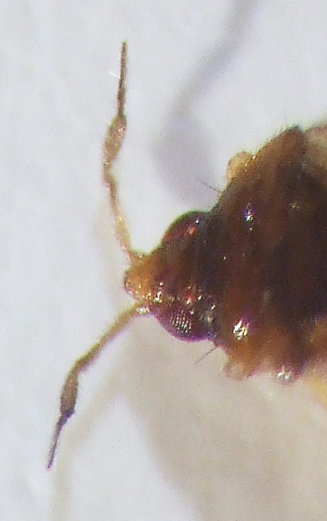 microphysidae 008.jpg