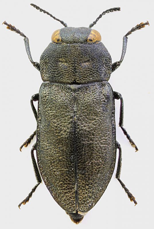 Anthaxia_quadripunctata_Aosta_5,6mm_grey.jpg