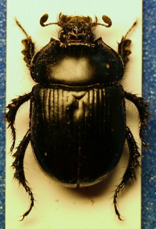 A Typhoeus (Sasso).JPG