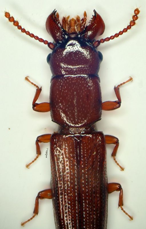 aa Prostomis mandibularis Sasso.JPG