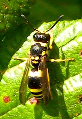 Ancistrocerus sp. (Eumenidae)  Alberoni  21 giugno 2011 002a.jpg