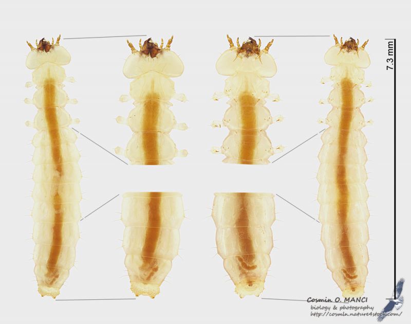 Prostomis_mandibularis_larva_s.JPG