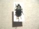 Carabidae_da_id..jpg