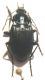 Carabidae_da_id_a.jpg