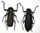 prionid 026 - Copy.JPG