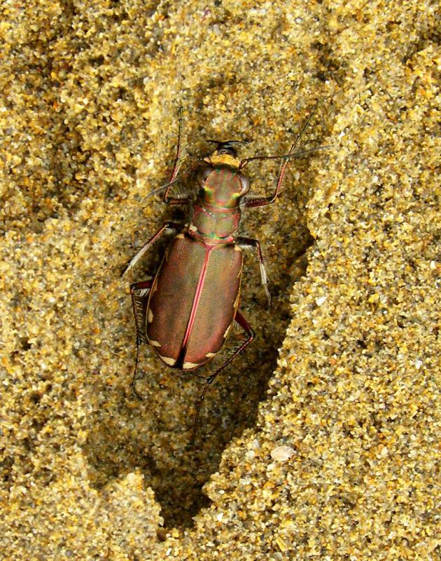 1. Lophyridia littoralis  nemoralis San Nicolò 7 novembre 2011 010a.jpg