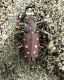 3. Lophyridia littoralis nemoralis 17.IV.2008 S.Nicolò 007.jpg