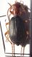 brachinus.jpg