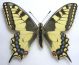Papilio machaon machaon.jpg
