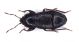 Plinthisus_longicollis.jpg