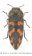 Acmaeodera lupinaewtmk.jpg