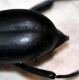 Blaps_sp_3247.jpg