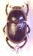 Geotrupes.jpg