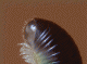 Cattura.GIF