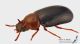 Neomidia_haemorrhoidalis_ls.JPG