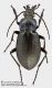 Carabus_cf_alysidotus_FEI_clido.jpg