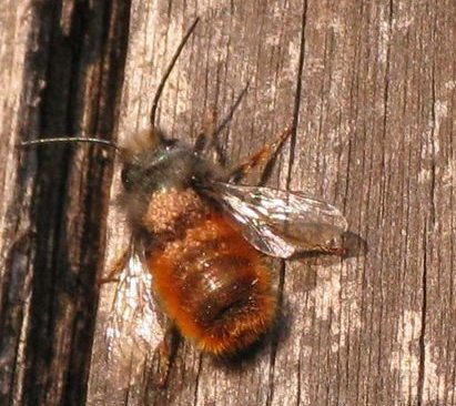 9-03-11 Bombus sp.(parassitizzato).jpg