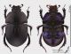 Geotrupes_spiniger_s.jpg