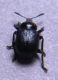 DSCN3130 - Copia.JPG