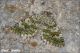 Euphyia_frustata_9848.jpg