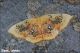 Cyclophora_albiocellaria_9857.jpg