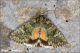 Olivenebula_xanthochloris_9902.jpg