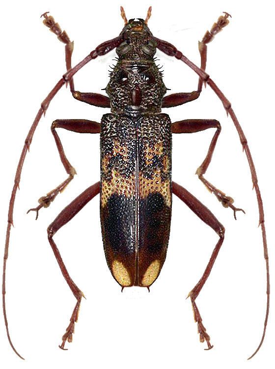 Phoracanta semipunctata Fabricius,1775  18-26mm.jpg