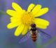 Episyrphus balteatus (De Geer), 1776 28 Ottobre  2009 006 Visualizzazione Posta elettronica - Rapida.jpg