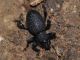 Curculionidae - Otiorhynchus sp - 10 mm -20111124_096.jpg